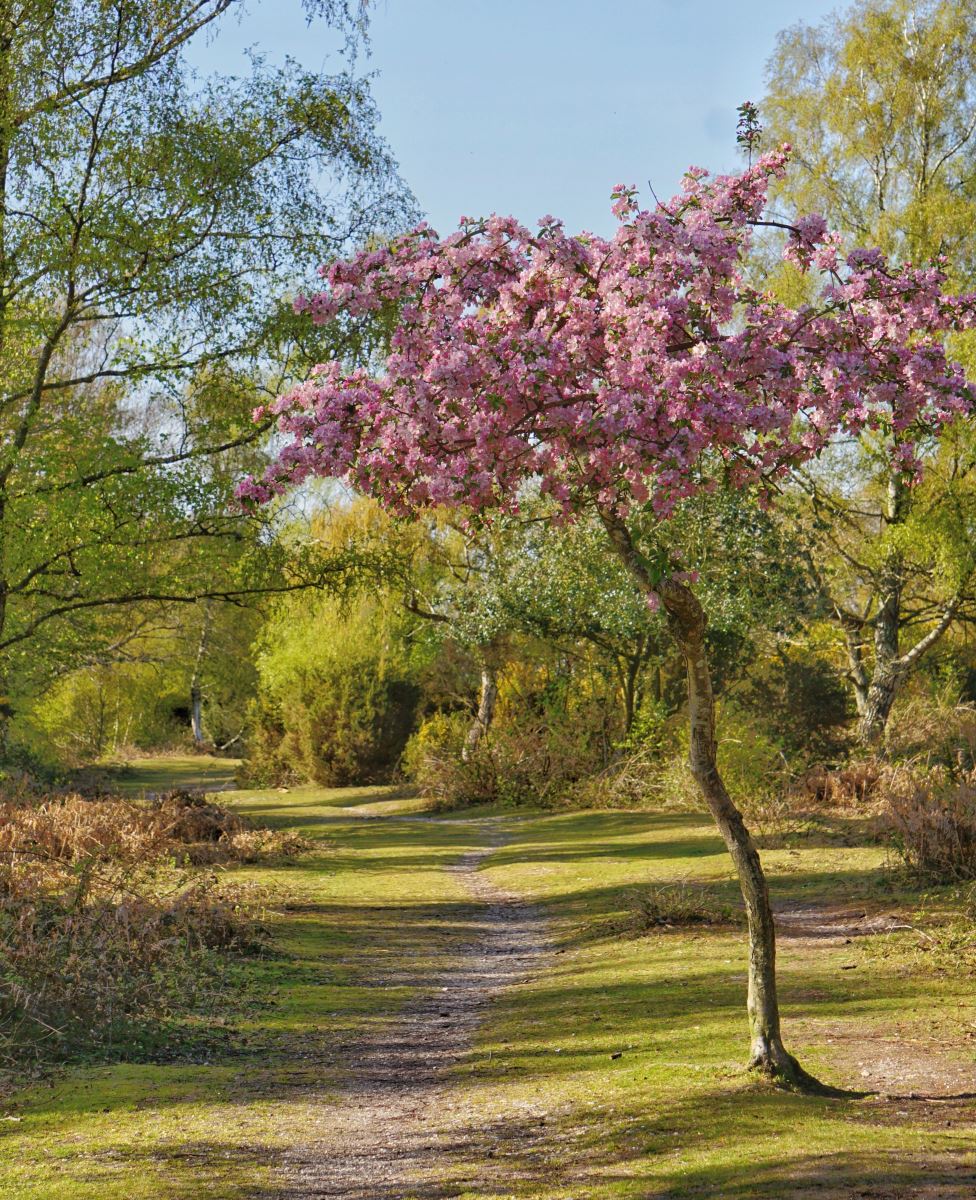 Blossom tree in the New Forest 